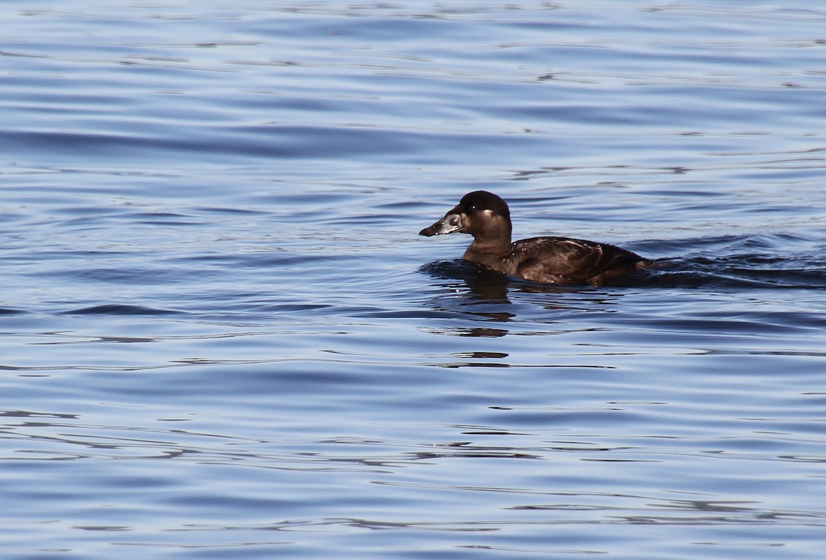 Surf Scoter - ML616314688