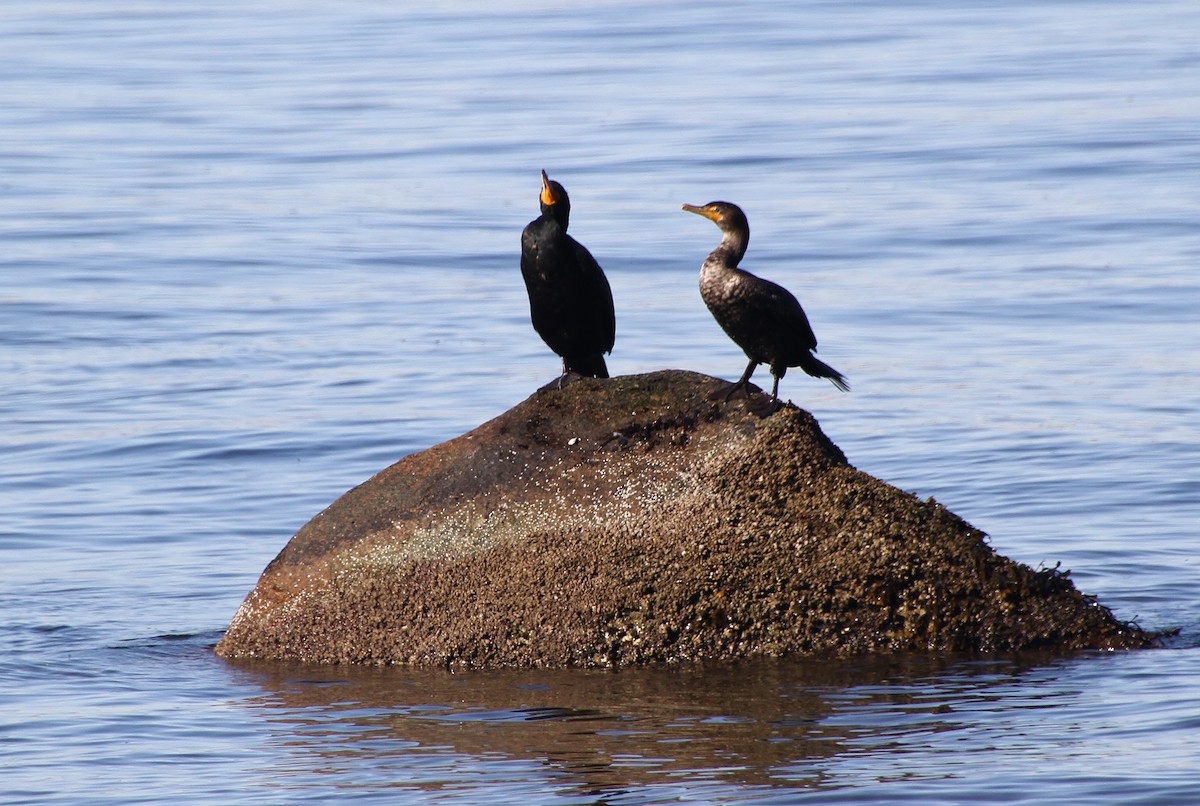 Double-crested Cormorant - ML616314691