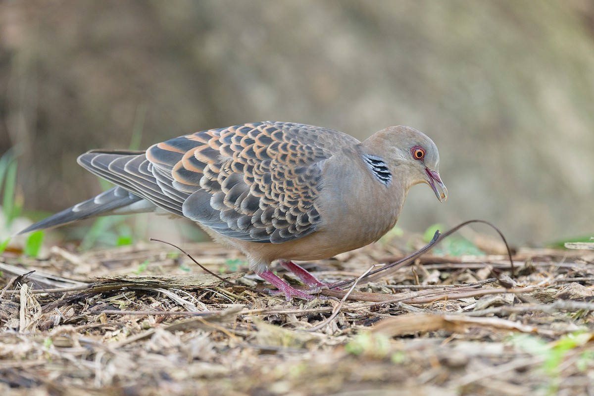 Oriental Turtle-Dove - ML616314750