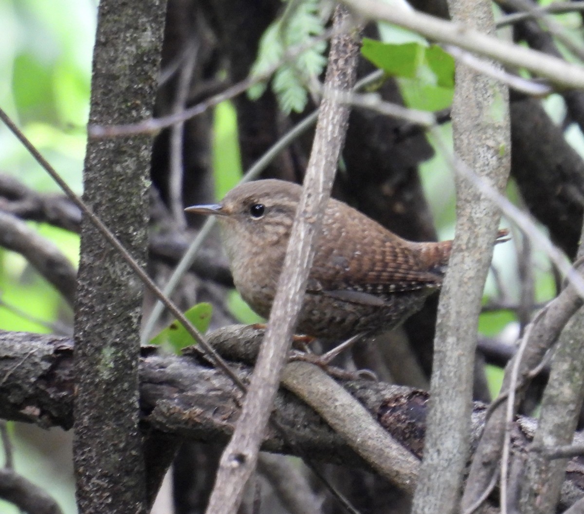 Winter Wren - ML616314756