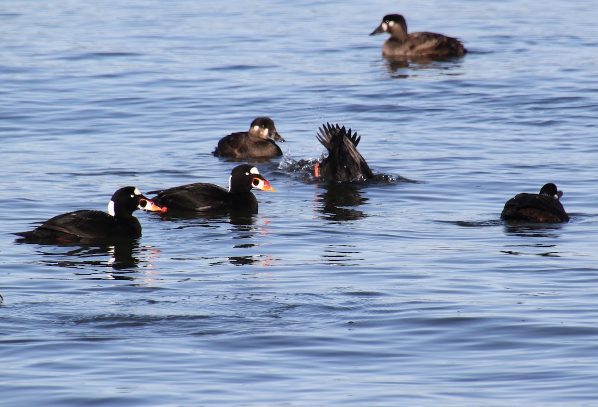 Surf Scoter - ML616314758