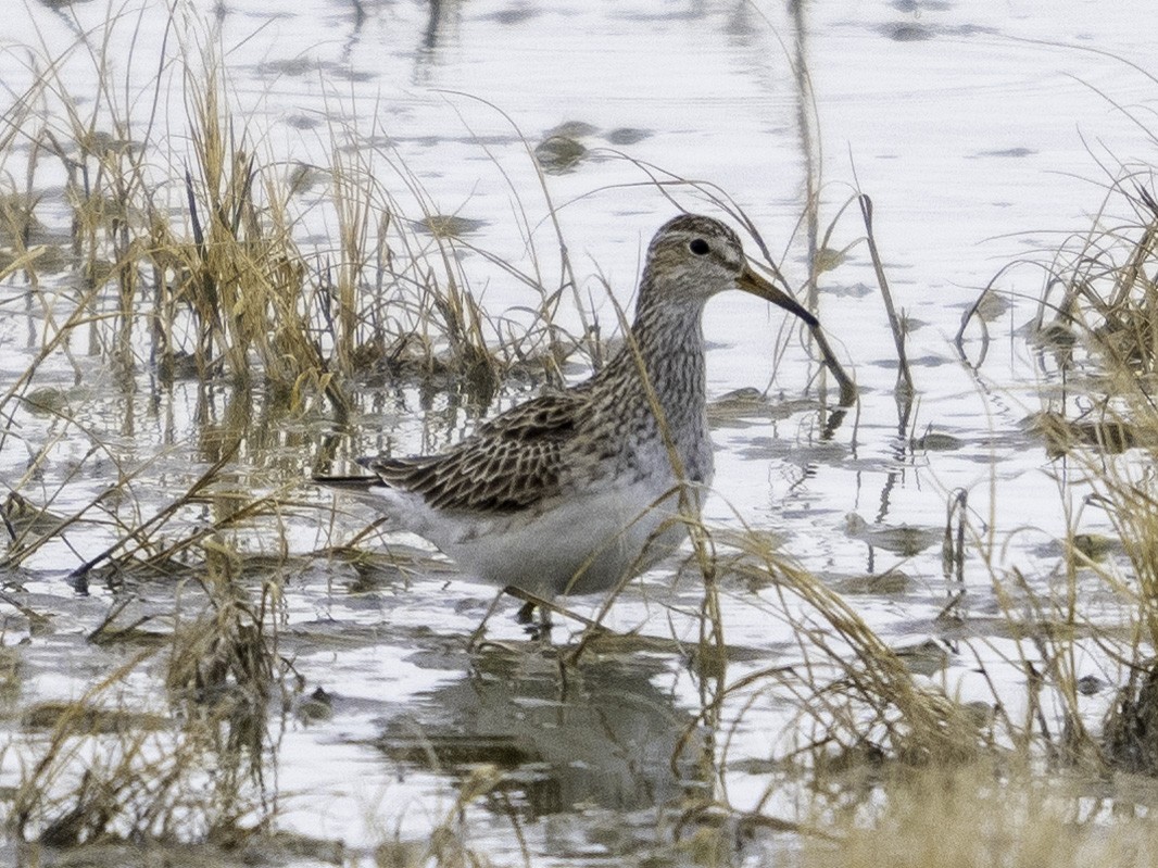 Bécasseau à poitrine cendrée - ML616314760