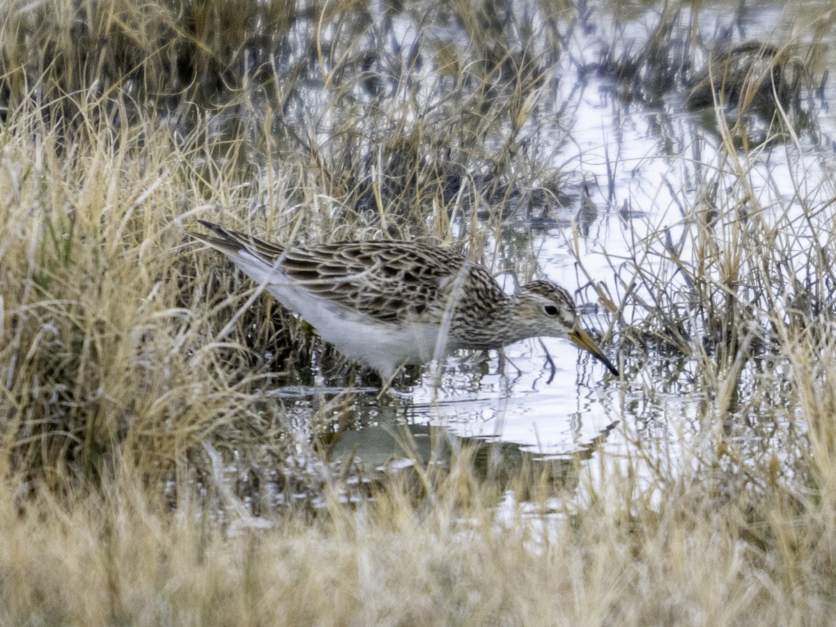 Bécasseau à poitrine cendrée - ML616314762