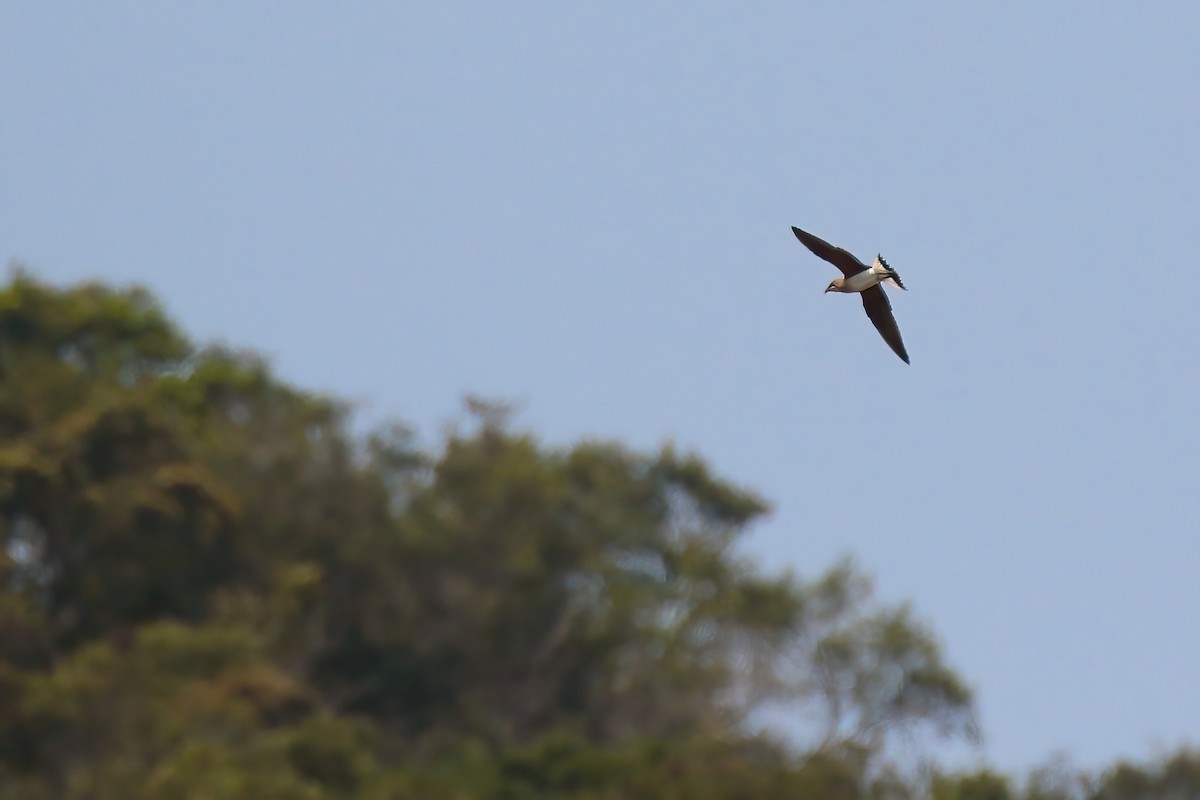 Oriental Pratincole - ML616314848