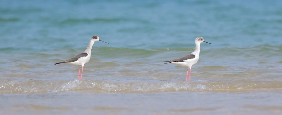 Black-winged Stilt - ML616314863