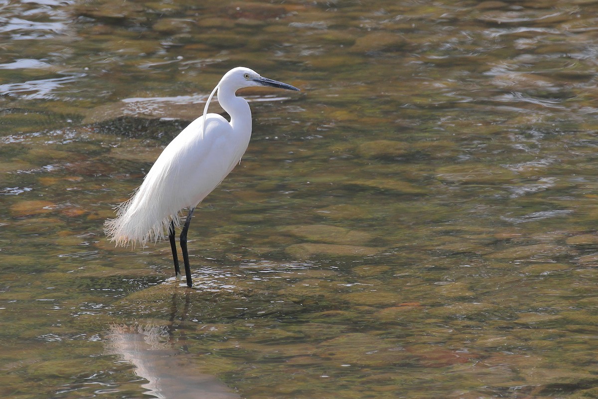 Little Egret - ML616314873