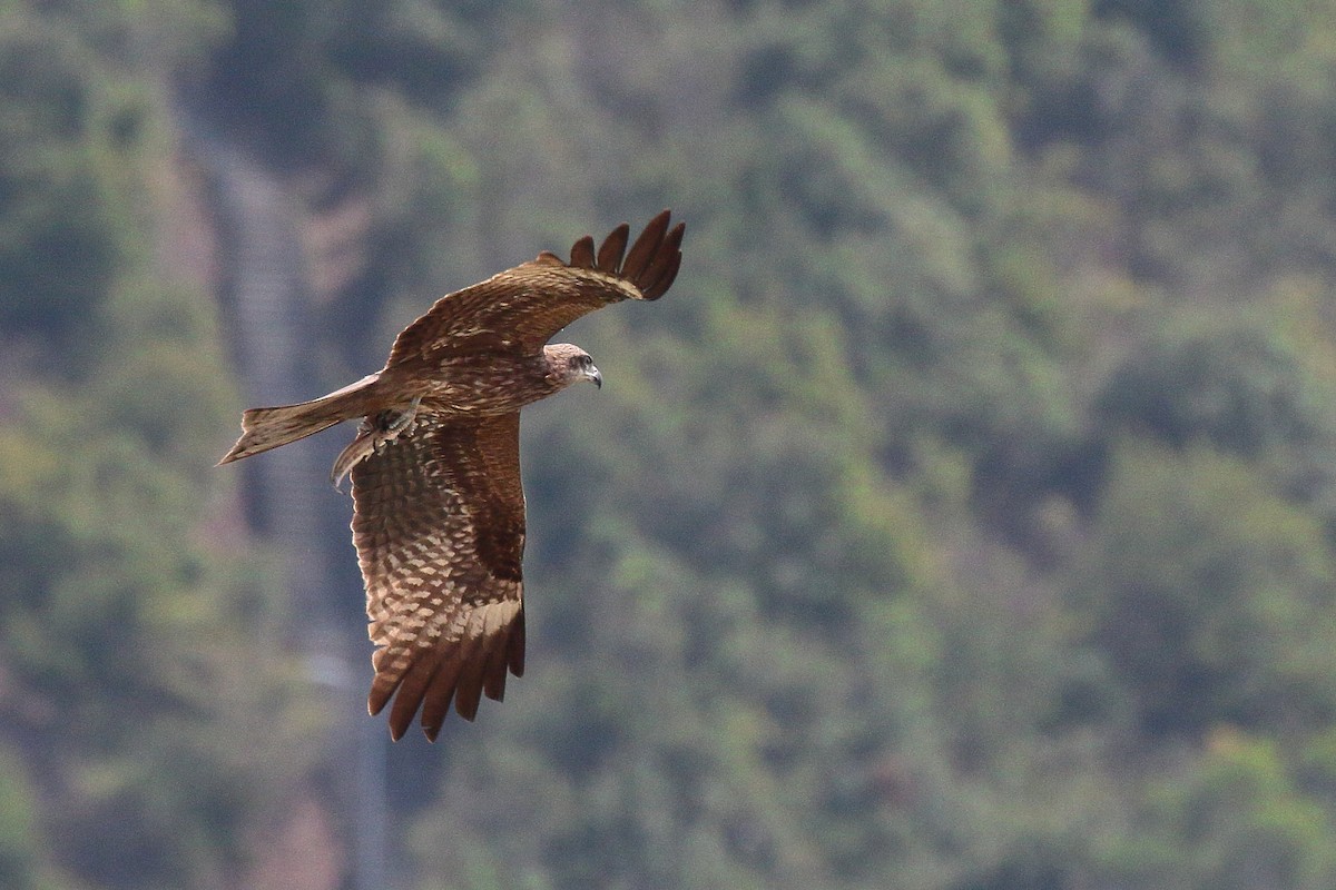 Black Kite - ML616314878