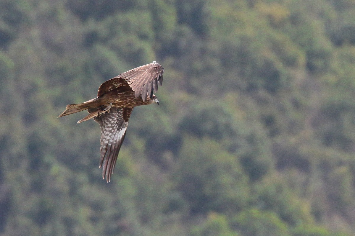 Black Kite - Tommy Hui