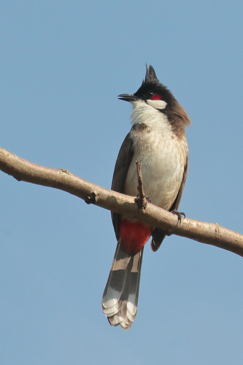 Red-whiskered Bulbul - ML616314881