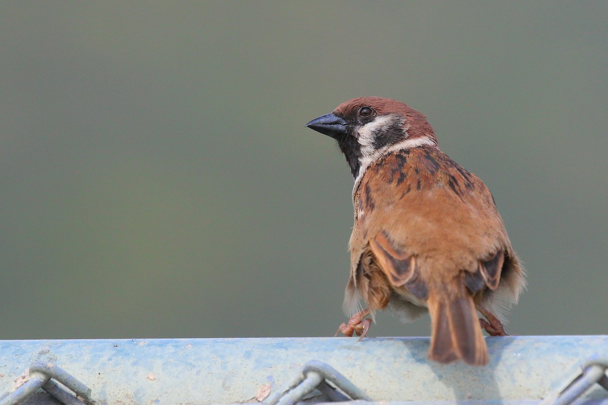 Eurasian Tree Sparrow - ML616314886