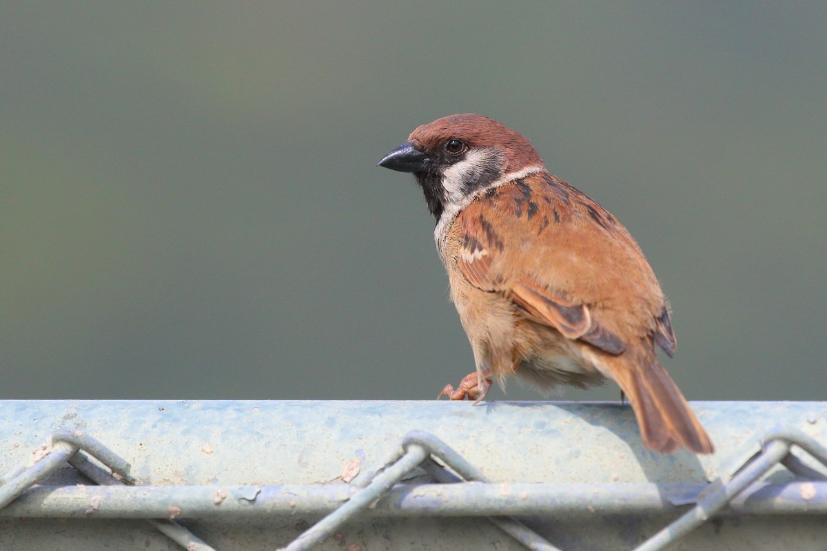 Eurasian Tree Sparrow - ML616314887