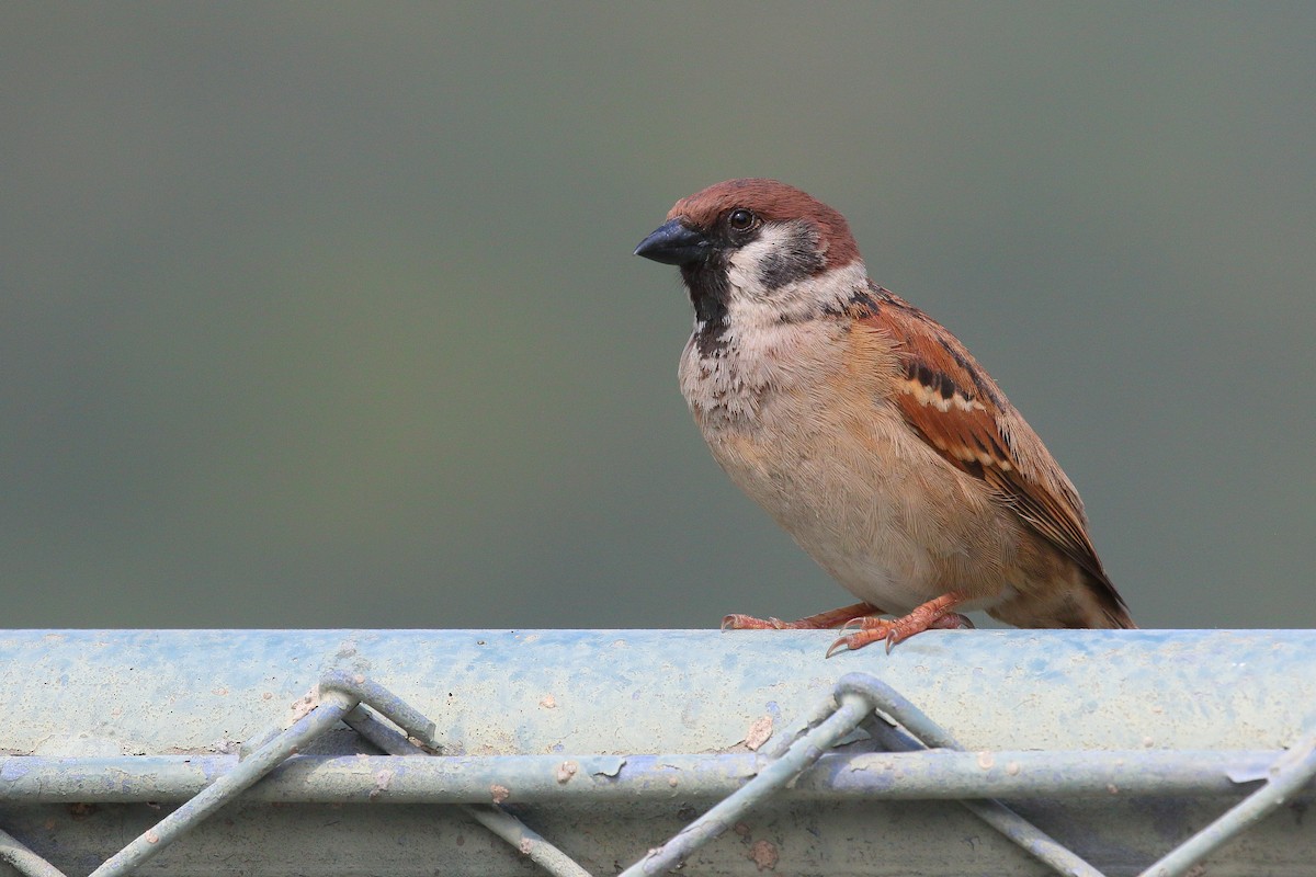 Eurasian Tree Sparrow - ML616314888