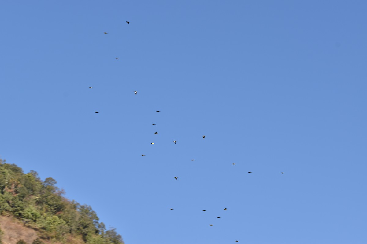 Spot-winged Grosbeak - ML616314892