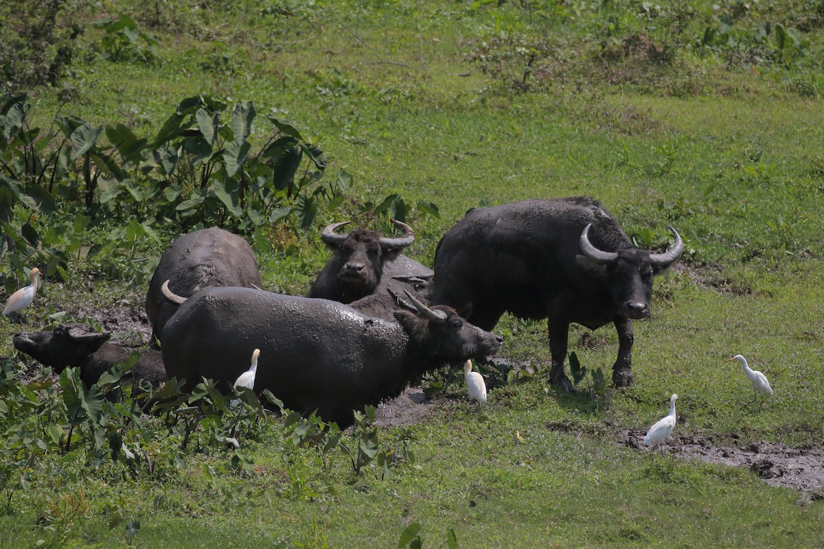 Eastern Cattle Egret - ML616314904