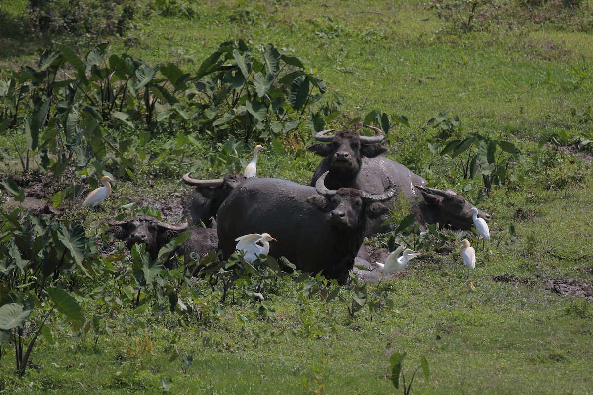 Eastern Cattle Egret - ML616314905