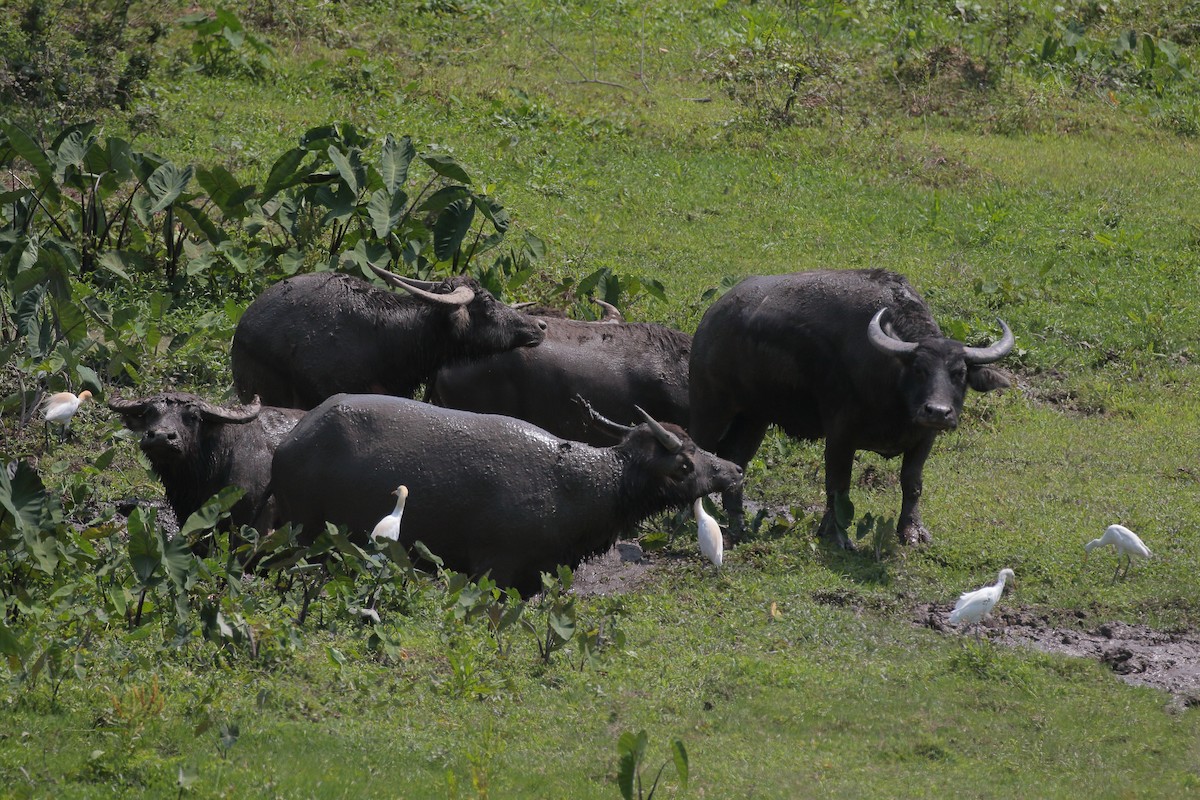 Eastern Cattle Egret - ML616314906