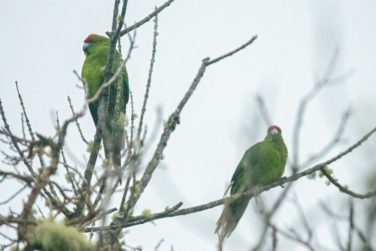 Red-crowned Parakeet - ML616314915