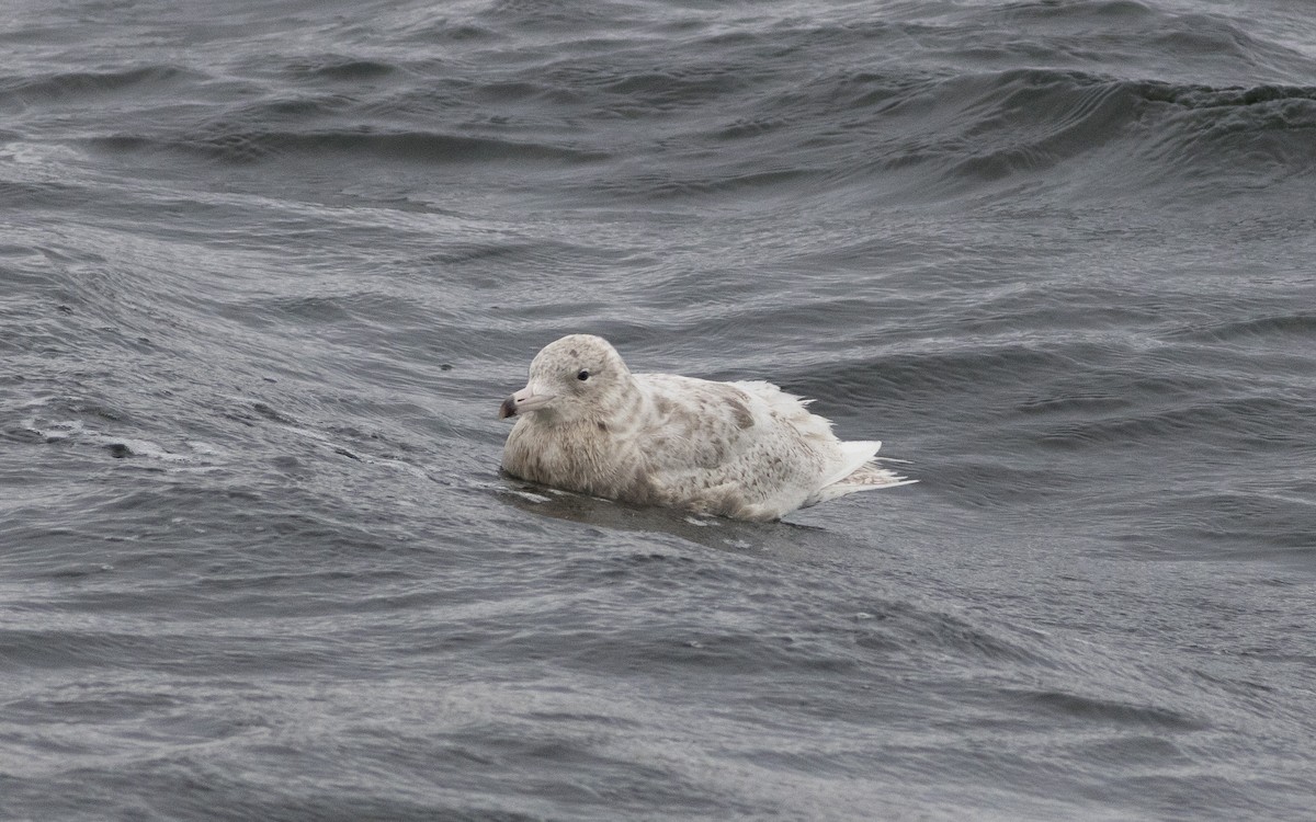Glaucous Gull - ML616314917