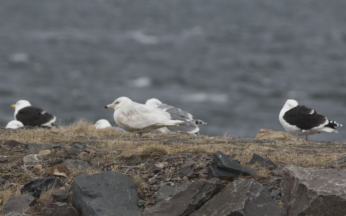 Glaucous Gull - ML616314918