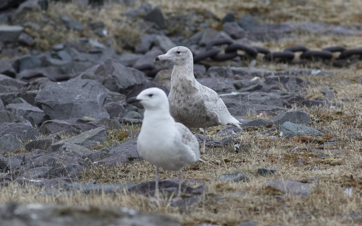 Glaucous Gull - ML616314919