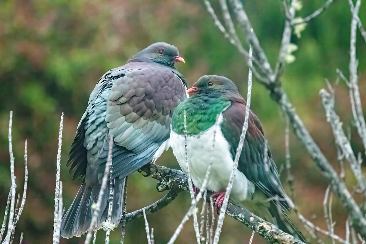New Zealand Pigeon - ML616314920