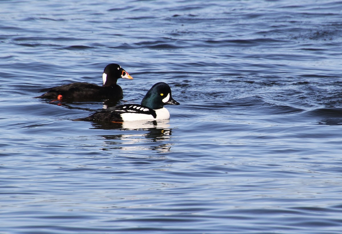 Barrow's Goldeneye - ML616314921