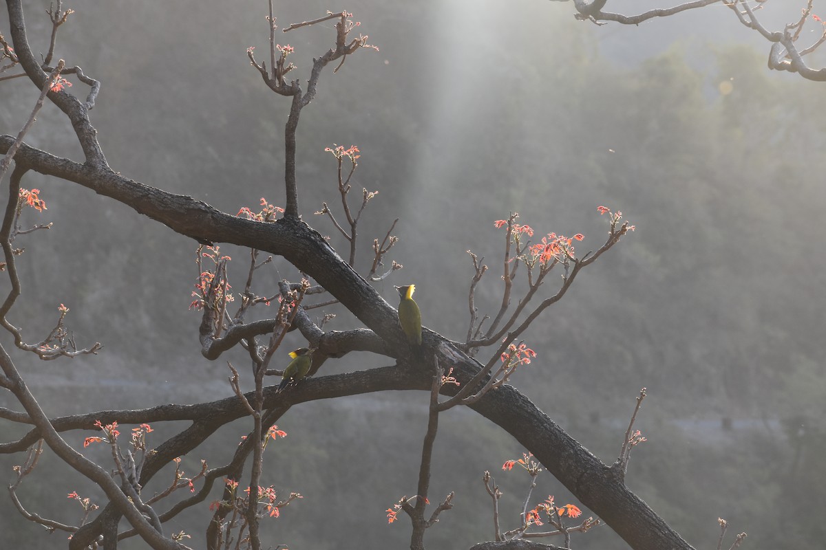 Lesser Yellownape - Tribhuwan Singh Tree