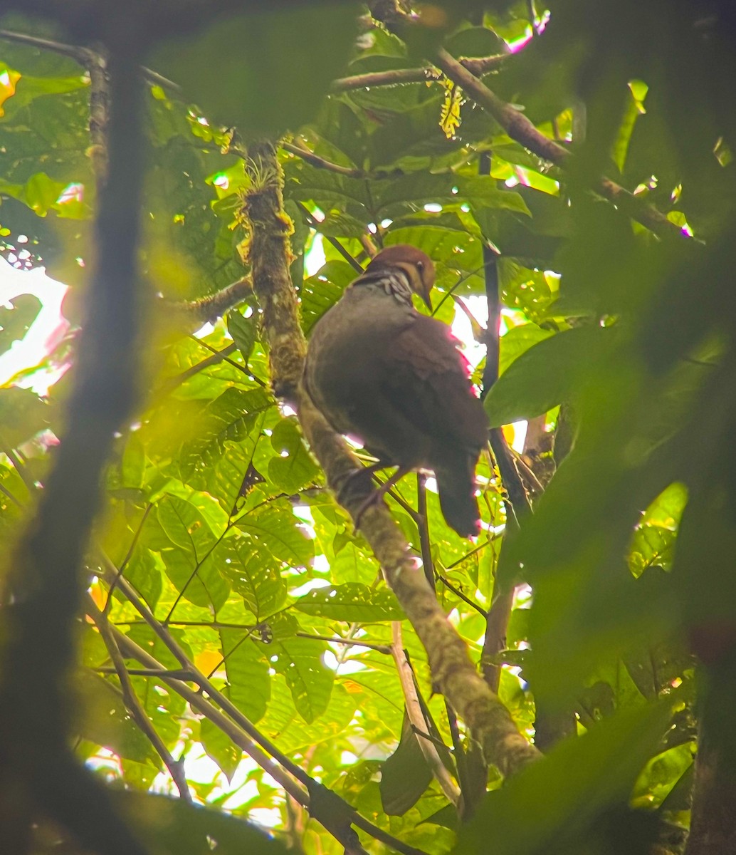 Russet-crowned Quail-Dove - ML616314957