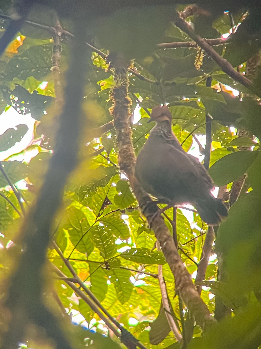 Russet-crowned Quail-Dove - ML616314958