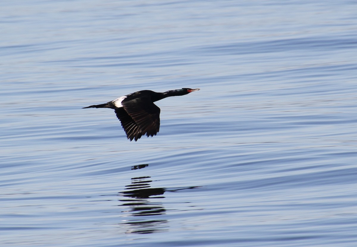 Pelagic Cormorant - ML616314964