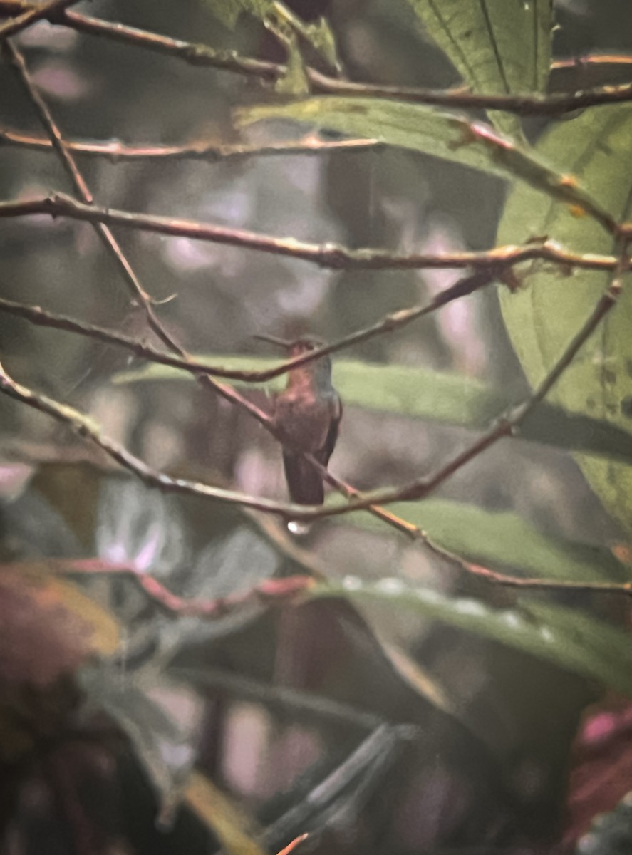 Pirre Hummingbird - ML616314971