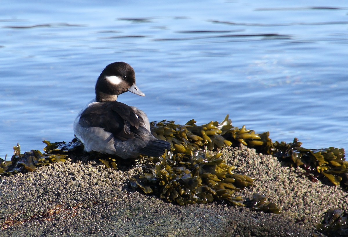 Bufflehead - ML616314981