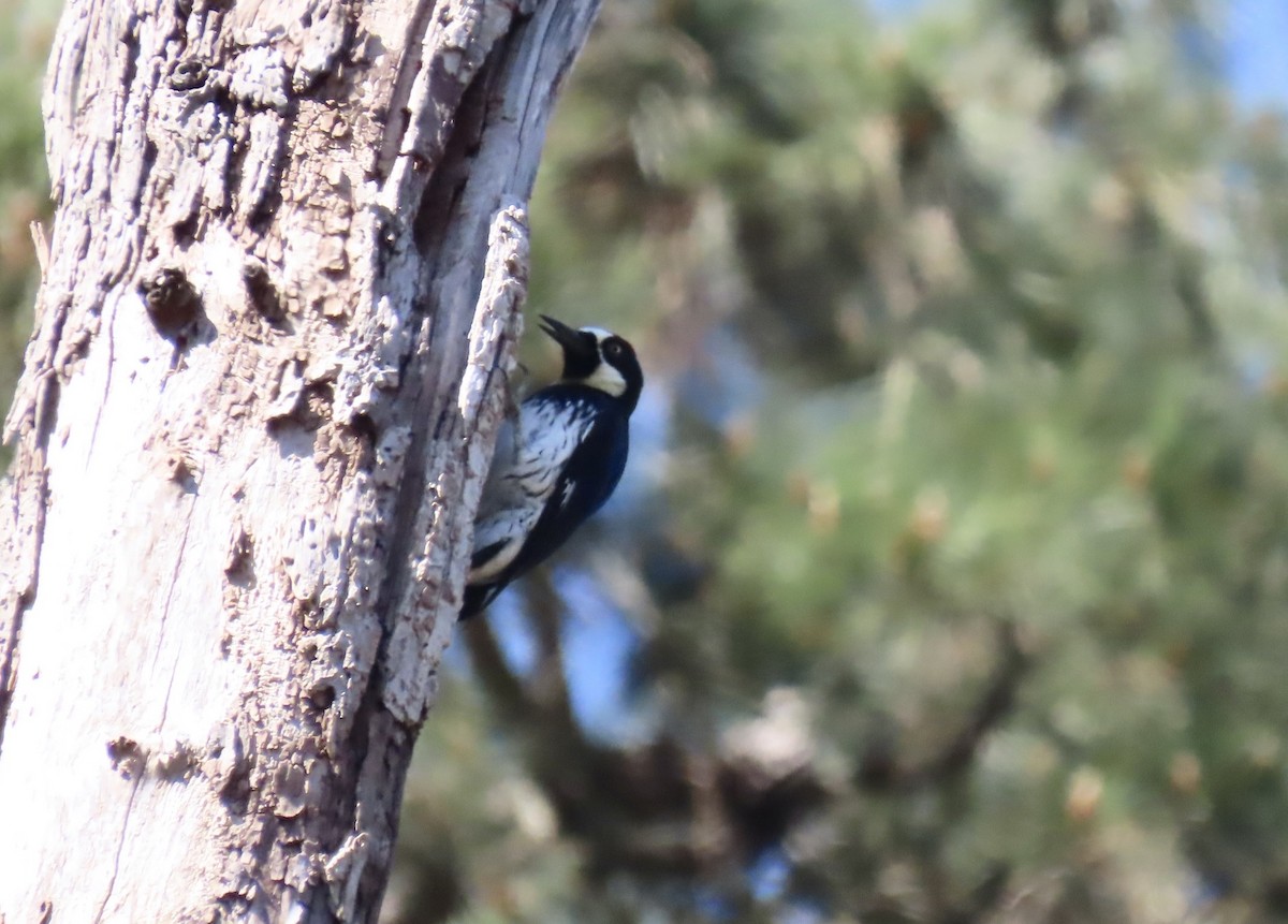 Acorn Woodpecker - ML616314993