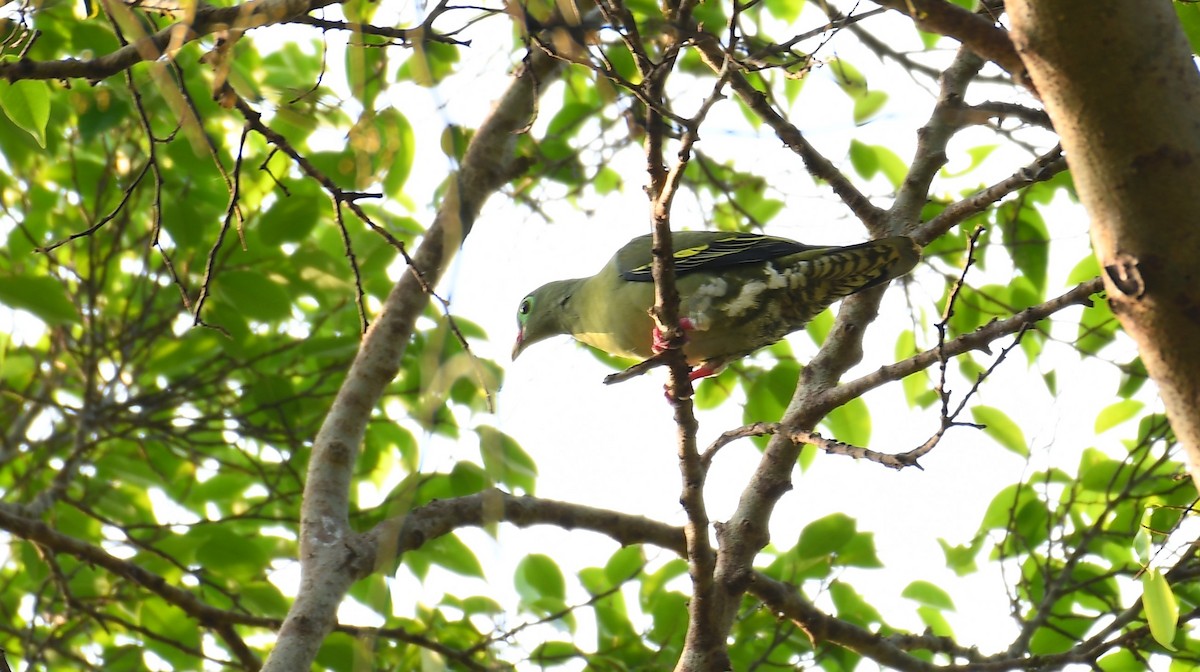 Thick-billed Green-Pigeon - Rogier Niessen