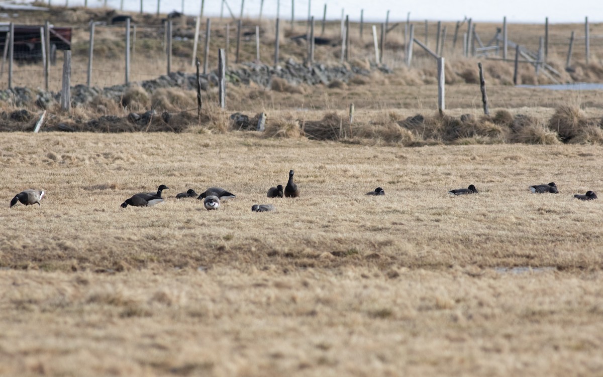 Brant (Dark-bellied) - ML616315008