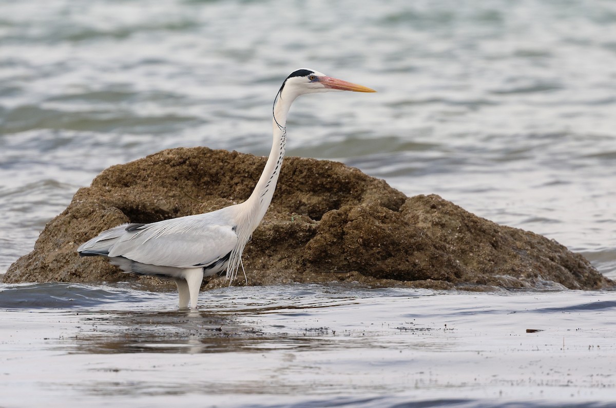 Gray Heron (Mauritanian) - Zbigniew Kajzer