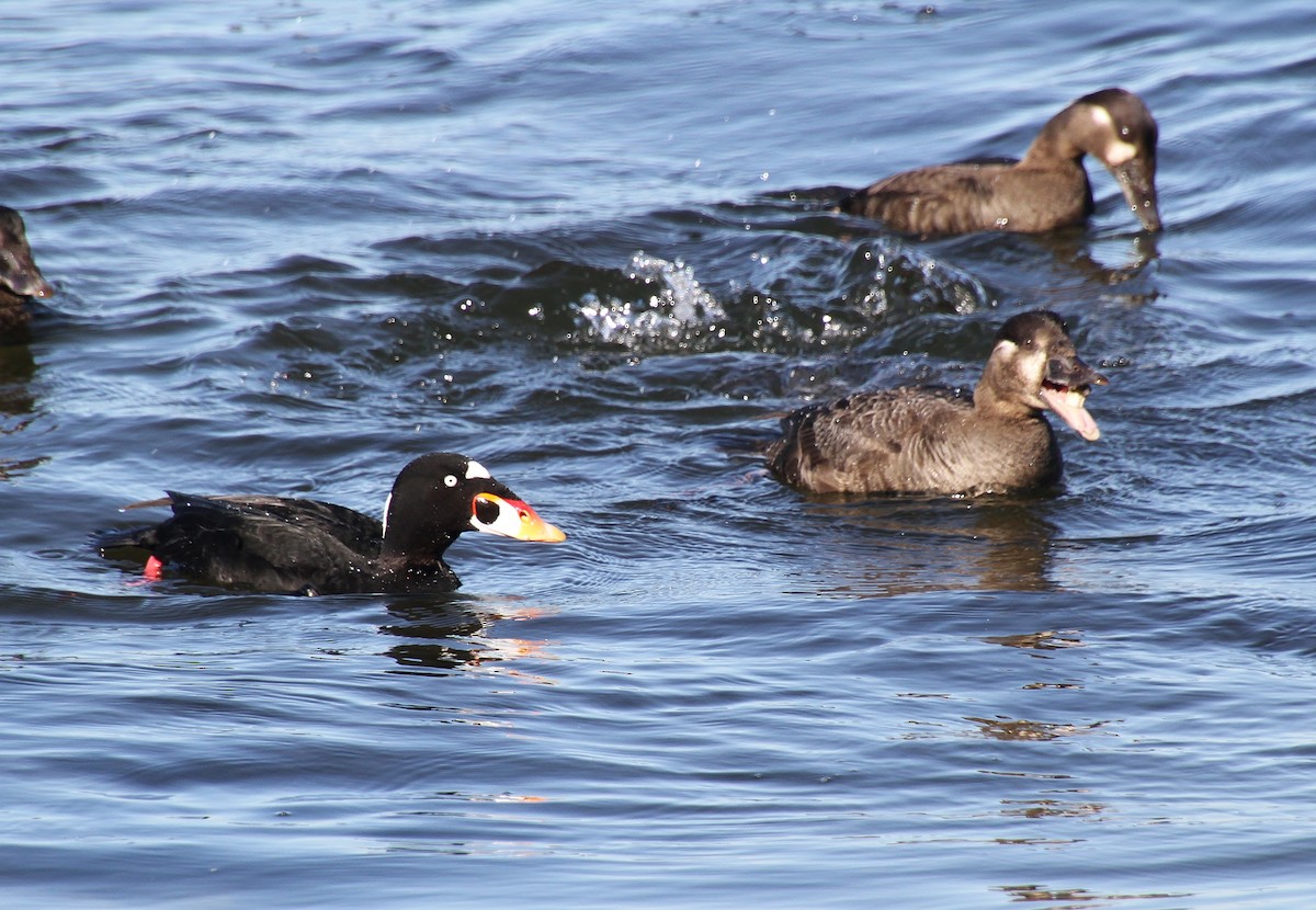 Surf Scoter - Jared Peck