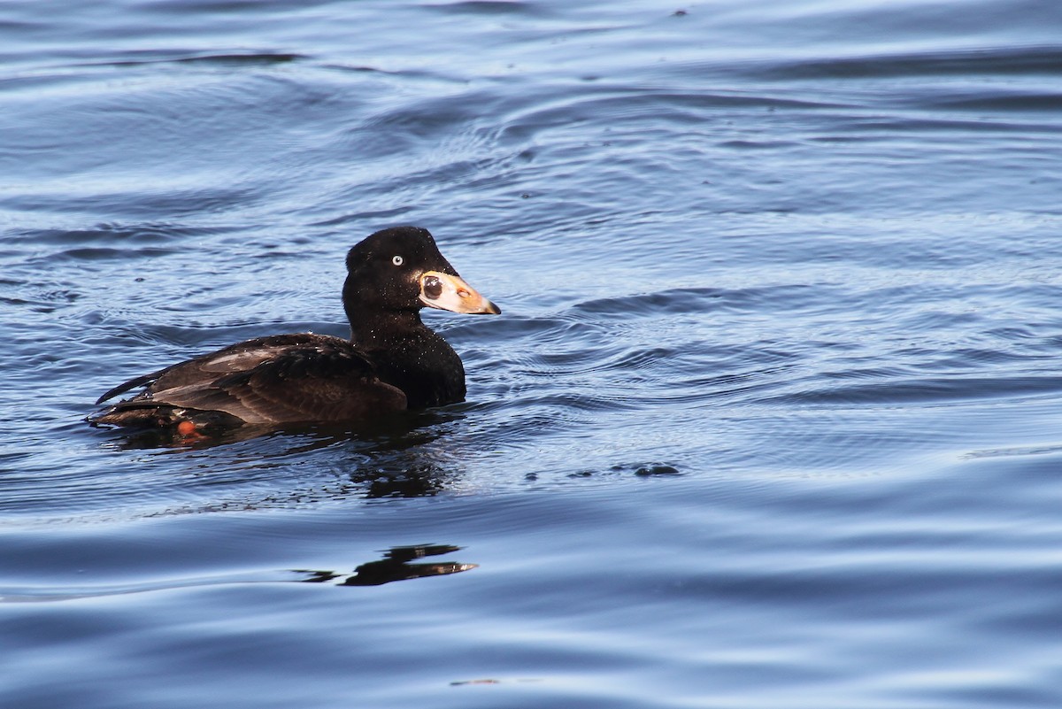 Surf Scoter - ML616315046