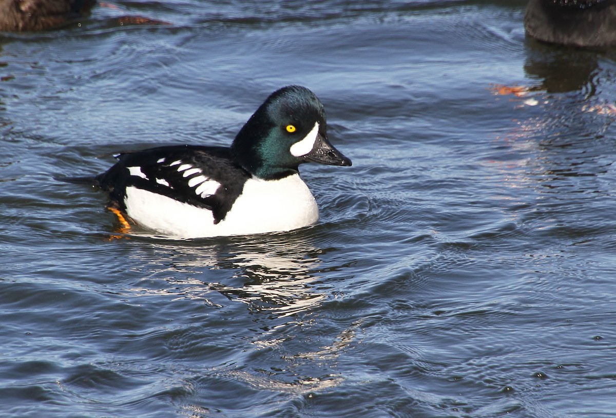 Barrow's Goldeneye - ML616315161