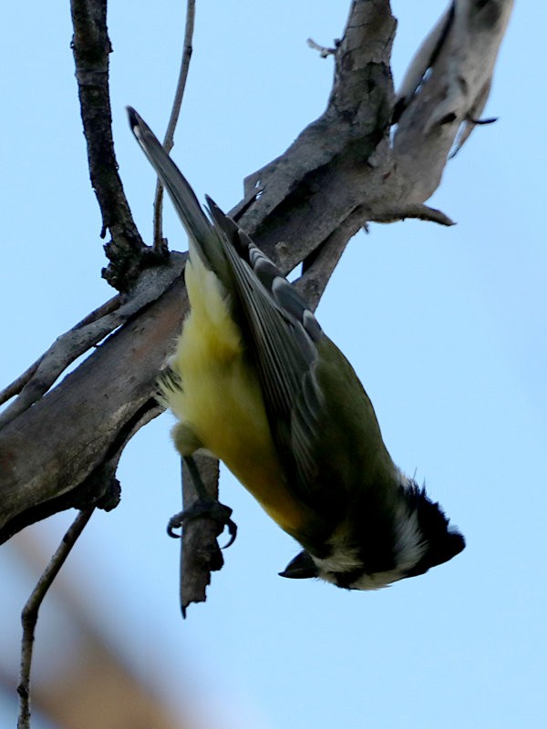 Eastern Shrike-tit - Michael Dahlem