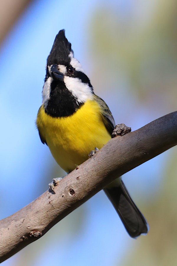 Eastern Shrike-tit - Michael Dahlem