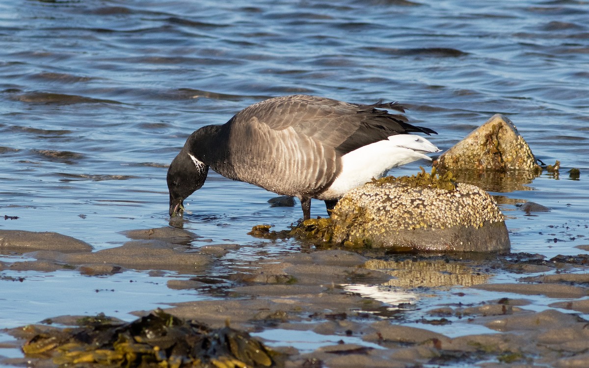Brant (Dark-bellied) - ML616315168