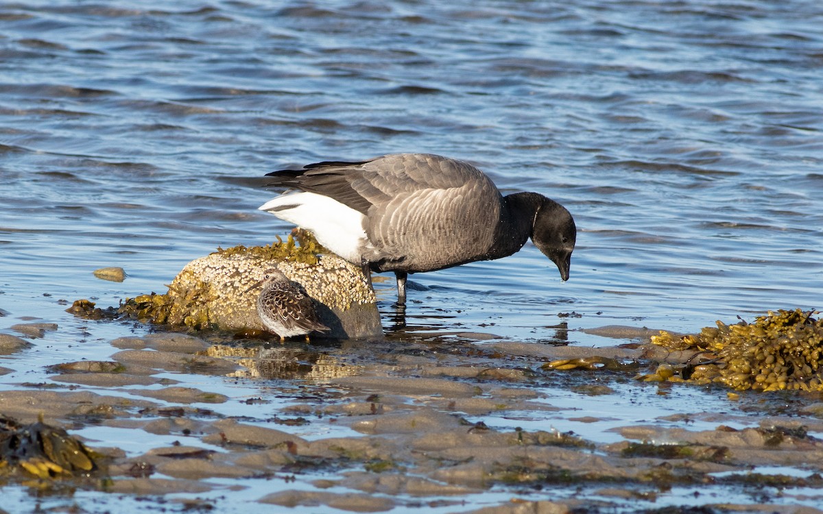 Brant (Dark-bellied) - ML616315170