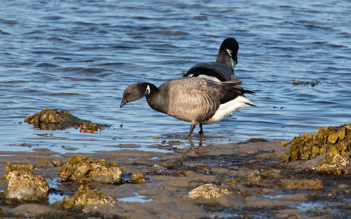 Brant (Dark-bellied) - ML616315171