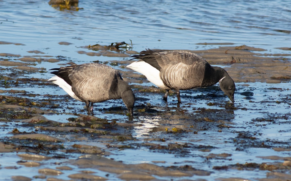 Brant (Dark-bellied) - ML616315175