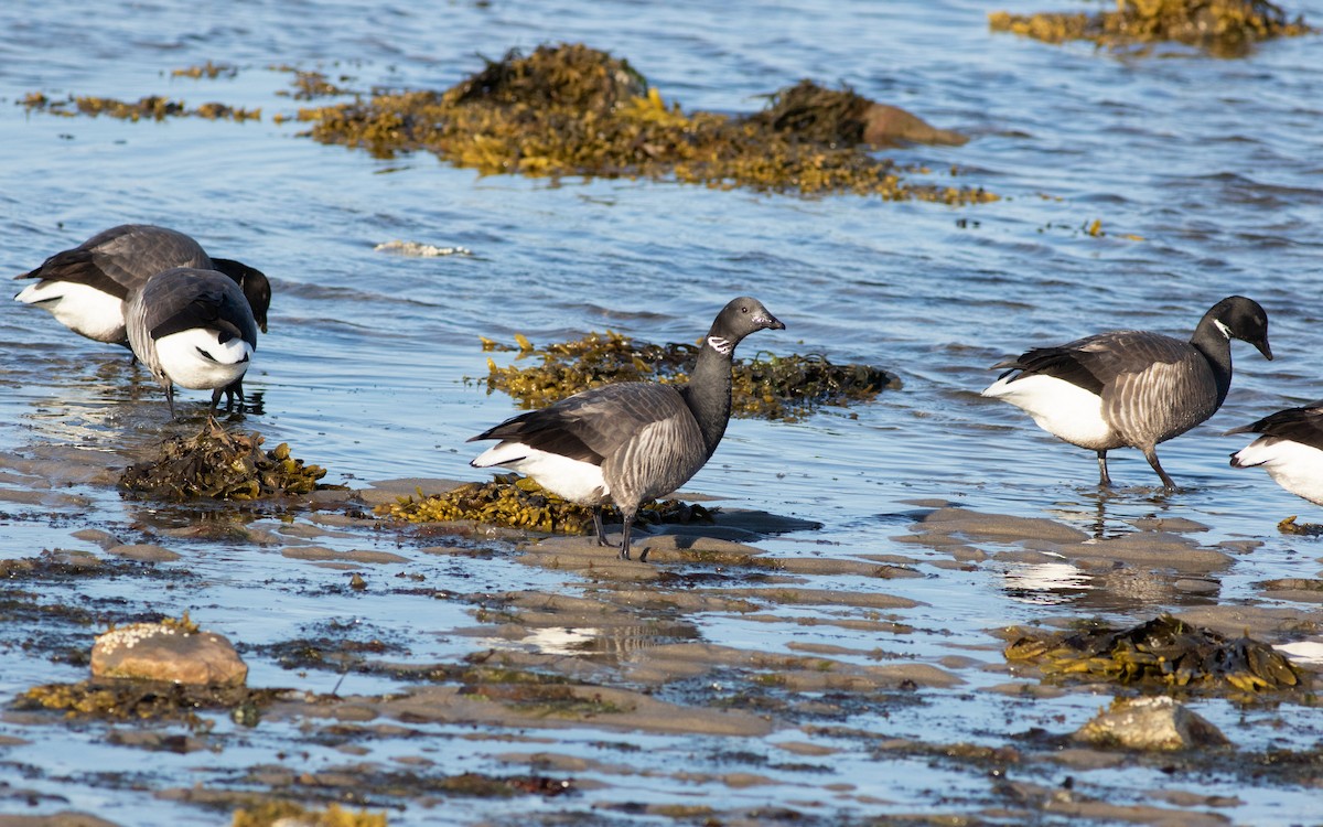 Brant (Dark-bellied) - ML616315181