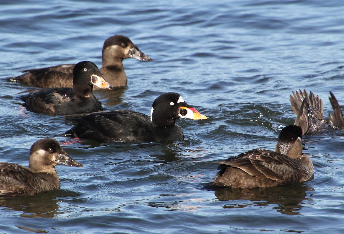 Surf Scoter - Jared Peck