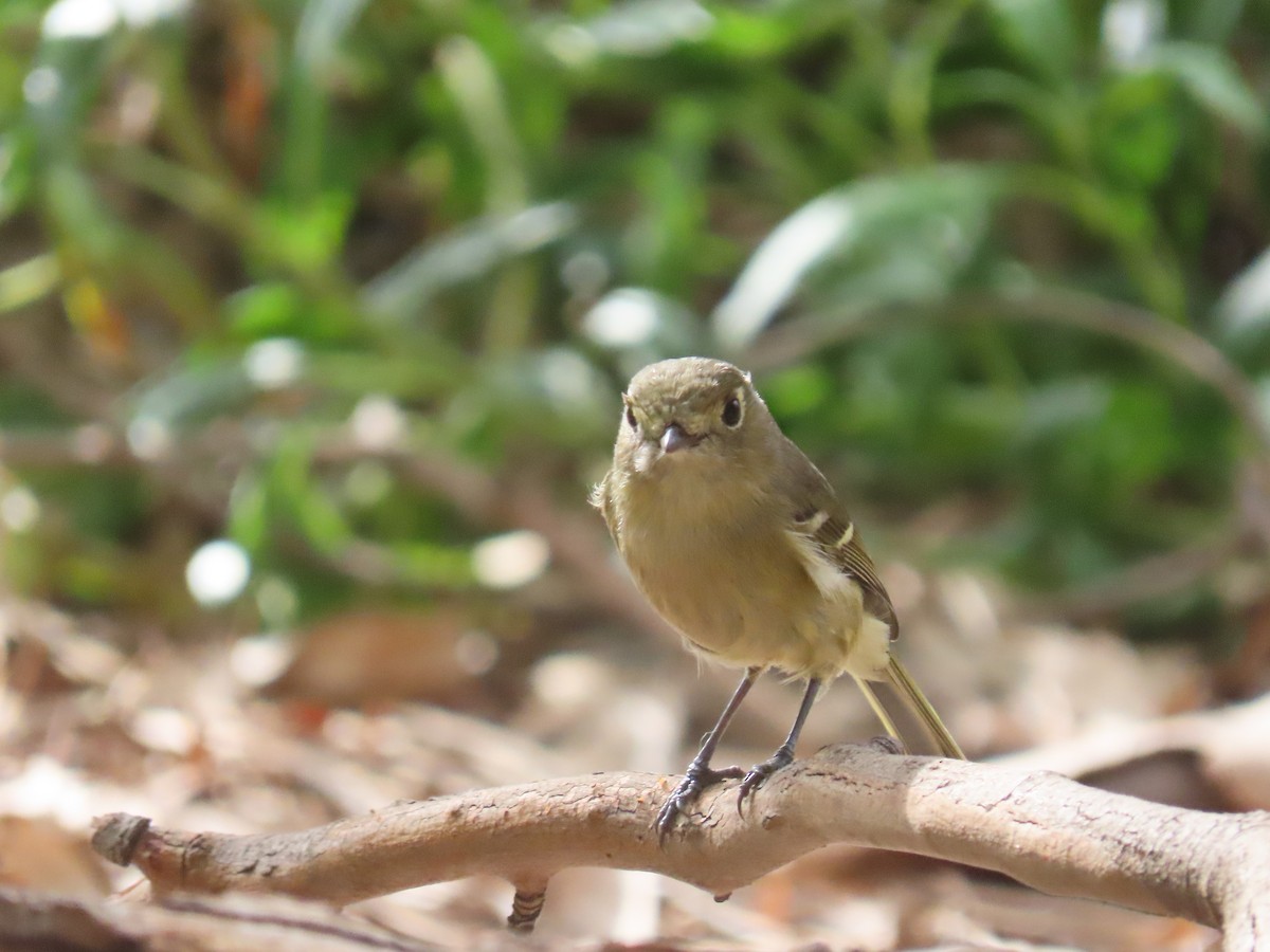 Hutton's Vireo - Joyce Brady