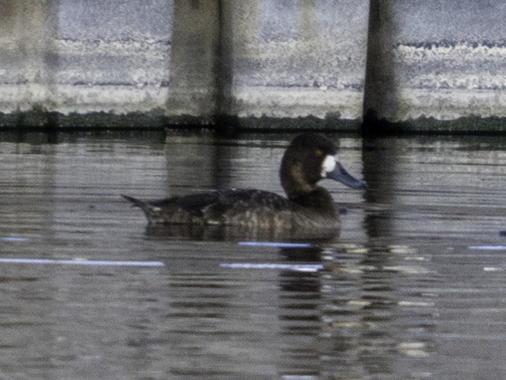 Greater Scaup - ML616315219