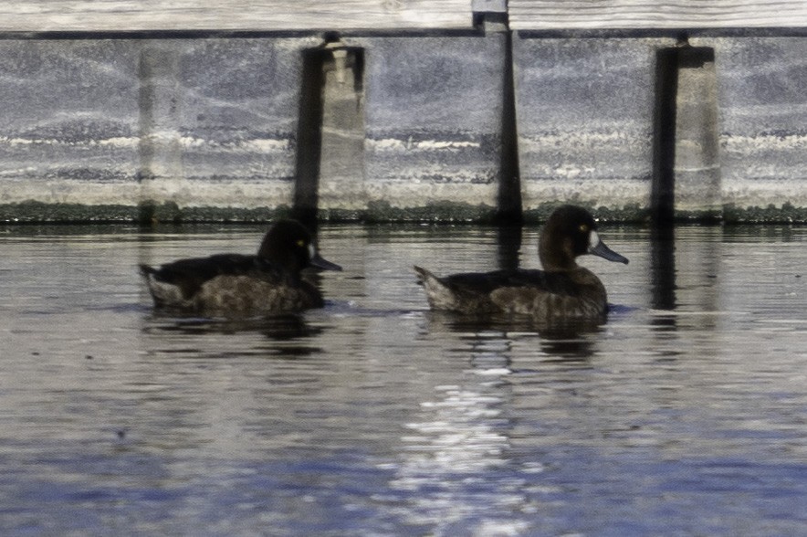 Greater Scaup - Rafee Memon